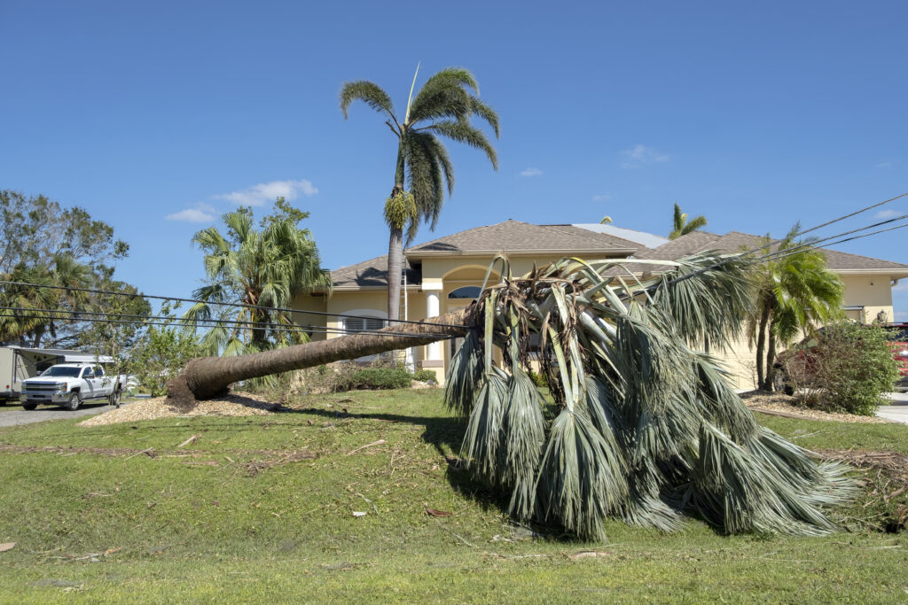 Hurricane damage to palm tree on Florida house backyard. Fallen down tree after tropical storm winds. Consequences of natural disaster.