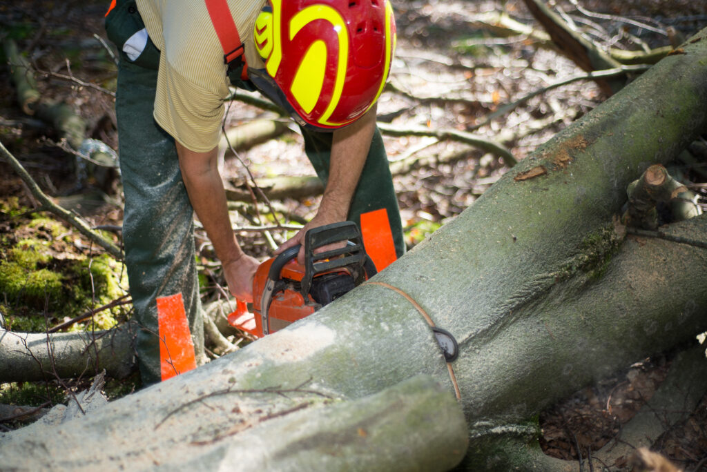 Lumberjack with chain saw working in forest